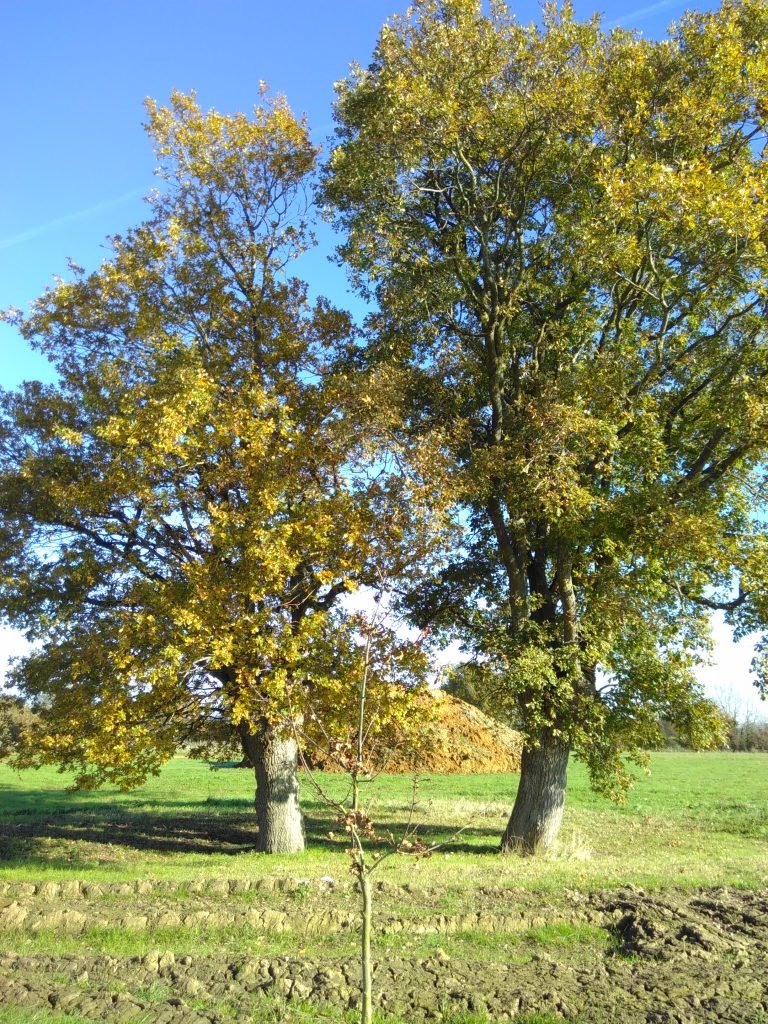 Four Oak Wood at The Big Raise
