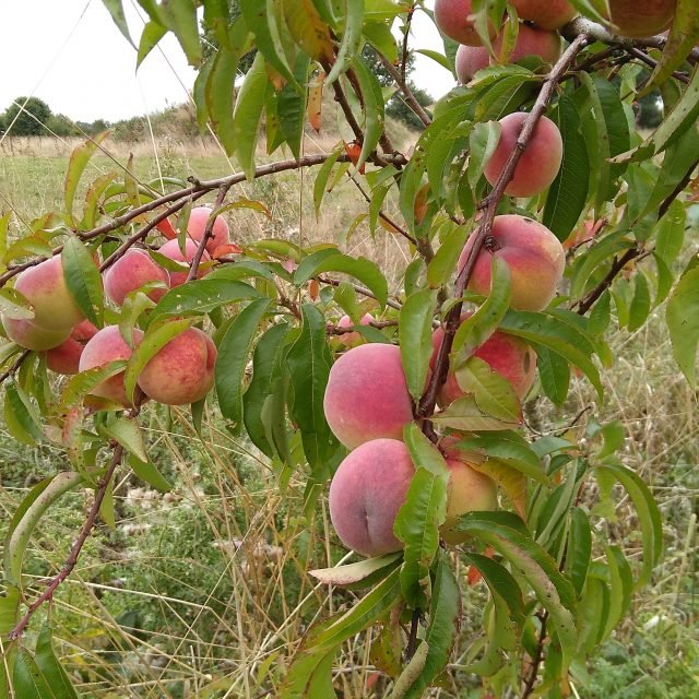 Peach tree in our field