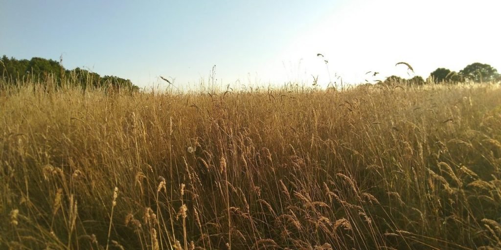 Our field in the midst of a drought