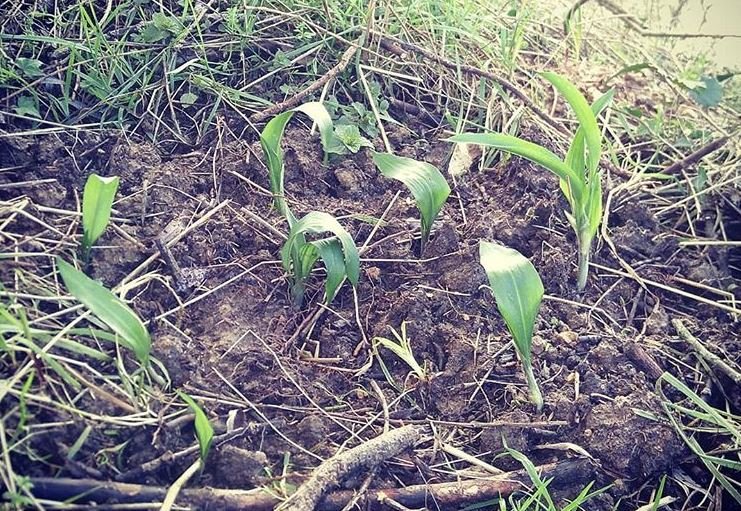 Wild garlic